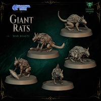 Rats Géants